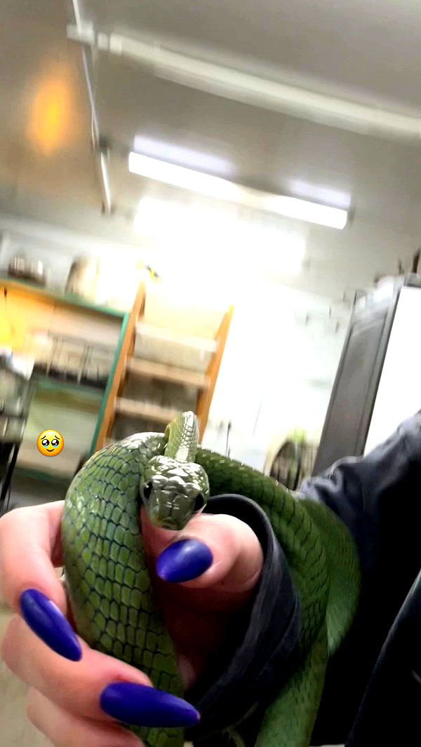 6a6ayaga3 archive video preview