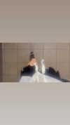 rchhhll Altpins Profile Picture