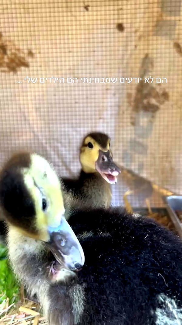 feelbetterinmysweater archive video preview