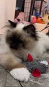 kasumi_sen Altpins Profile Picture