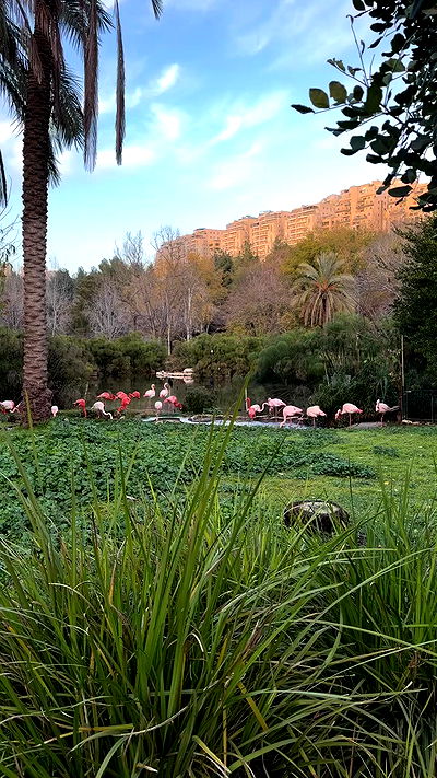 strawberryshanz strawberryshanz archive video