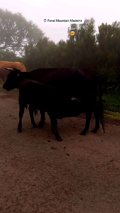 taylor.creeden taylor.creeden archive video