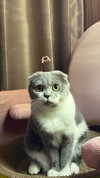 275.cn Altpins Profile Picture