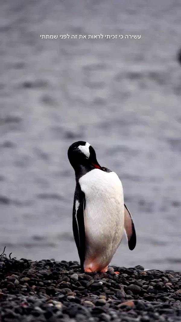 itsilanosh archive video preview