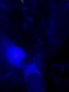 suspiria.em Altpins Profile Picture
