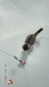 sonia_litvanchuk Altpins Profile Picture