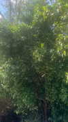 elizabethcampbelljones Altpins Profile Picture