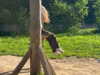 forestowwwl Altpins Profile Picture