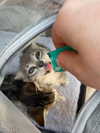 gabbyepstein Altpins Profile Picture