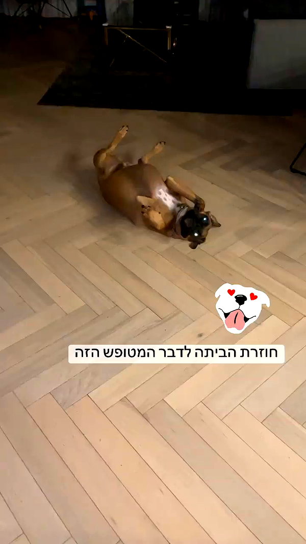 adihimelbloy archive video preview