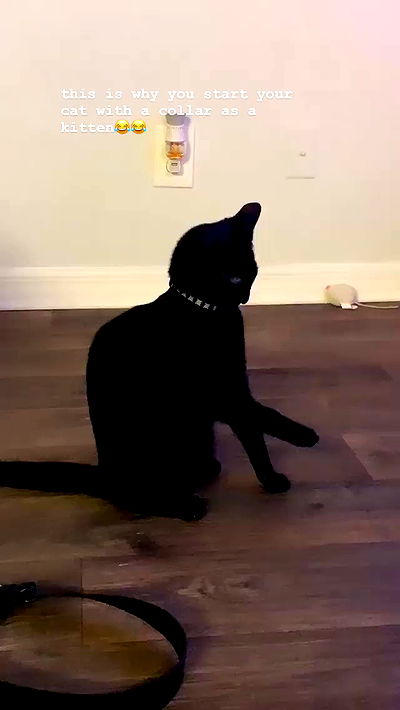 suikomuu suikomuu archive video