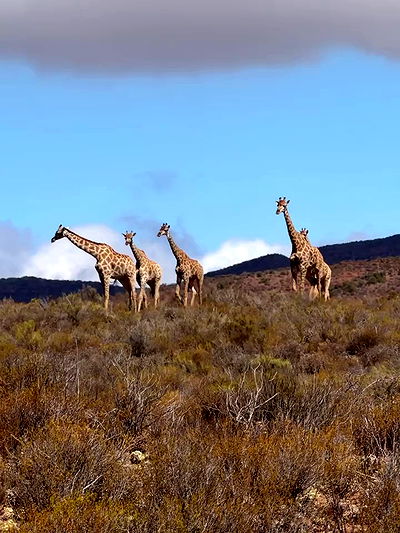 taylor.creeden taylor.creeden archive video