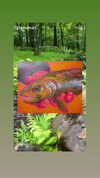 lila.clarkson Altpins Profile Picture