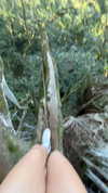 rouxroux.tv Altpins Profile Picture