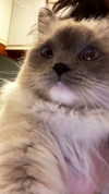 protheme Altpins Profile Picture