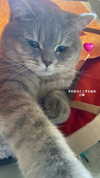 angel699k Altpins Profile Picture