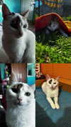_ociaa_05 Altpins Profile Picture