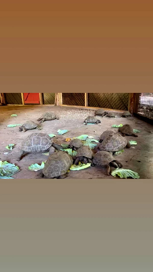 martinagiiuliani archive video preview