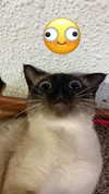 s111y_ccc0nt3 Altpins Profile Picture