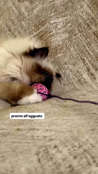 kasumi_sen kasumi_sen archive video