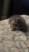 wannabeyourbabygirl Altpins Profile Picture