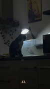 rott3nbambi Altpins Profile Picture