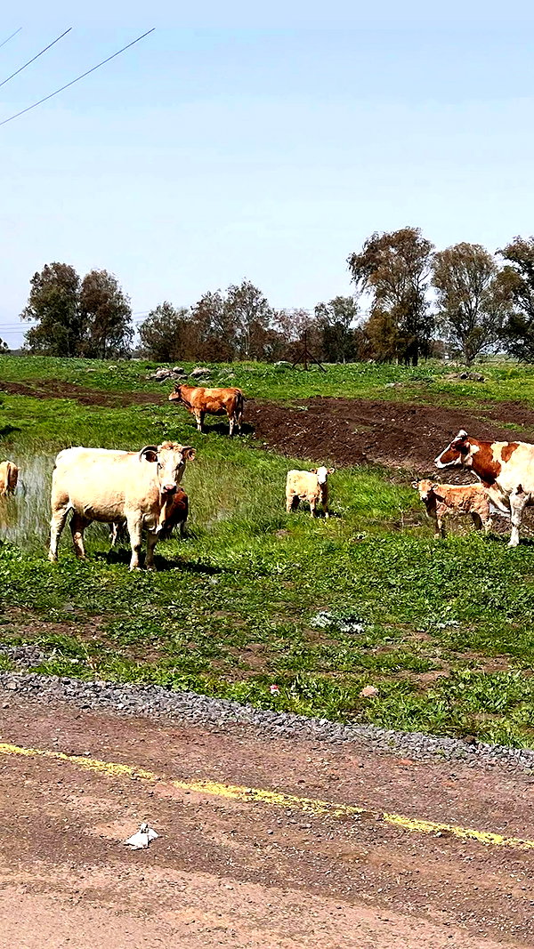 orya.xx archive video preview