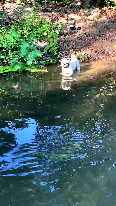 nyityam nyityam archive video