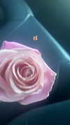 elizabethcampbelljones Altpins Profile Picture