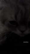 wannabeyourbabygirl Altpins Profile Picture