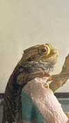 6a6ayaga3 Altpins Profile Picture