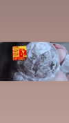 hellokittyangel666 Altpins Profile Picture