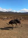 vanessa.rhd Altpins Profile Picture