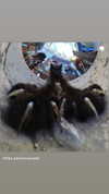 babynympho_archive Altpins Profile Picture