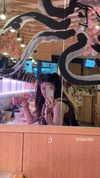 maori_cohen Altpins Profile Picture
