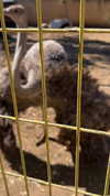feelbetterinmysweater Altpins Profile Picture