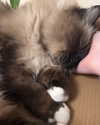 danielle.mercedie Altpins Profile Picture