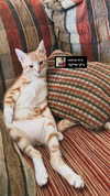 lissi77 Altpins Profile Picture