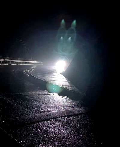 taylor.creeden taylor.creeden archive video