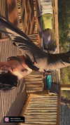 hadas_mayer_ Altpins Profile Picture