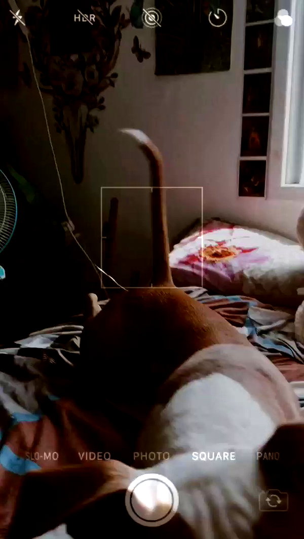 _mashachka_ archive video preview