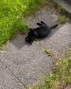 jahia_brown Altpins Profile Picture