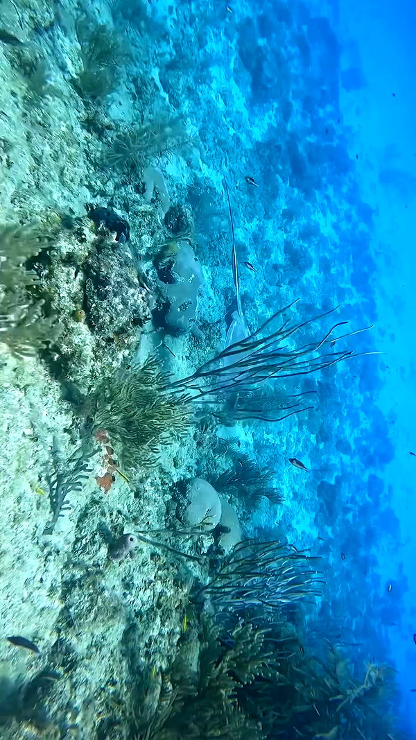 michalcohen___ archive video preview