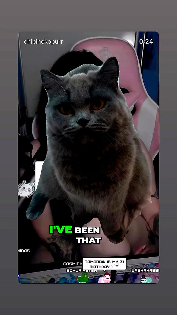 chibinekopurr archive video preview