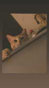 ronyida_ Altpins Profile Picture