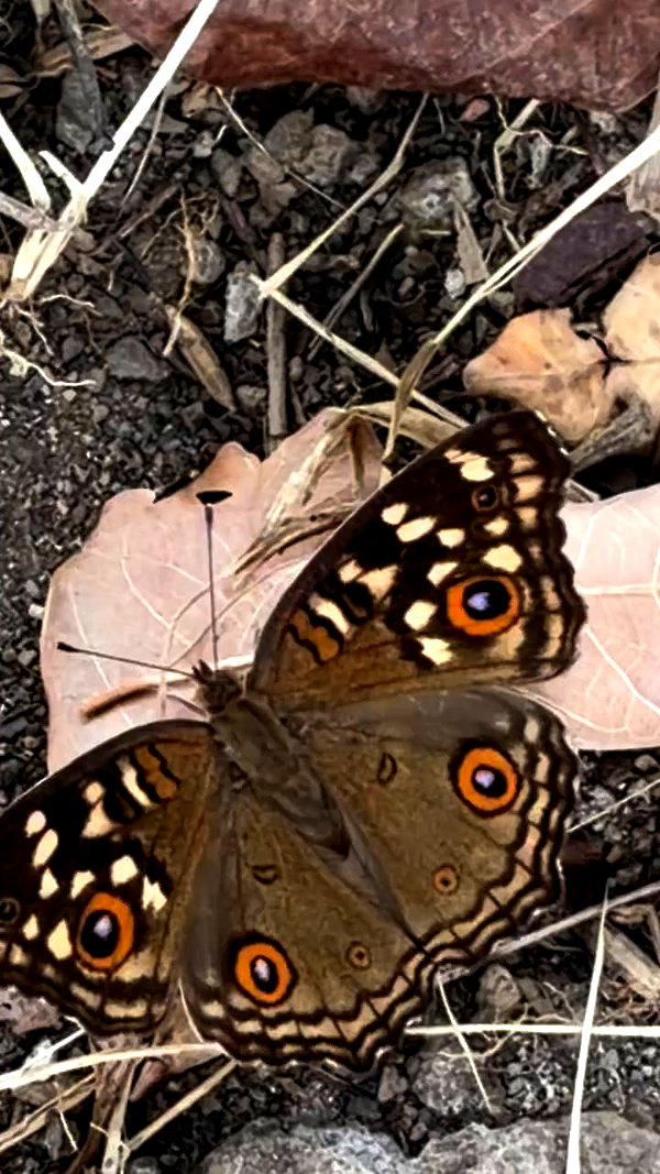 elia.shinar archive video preview