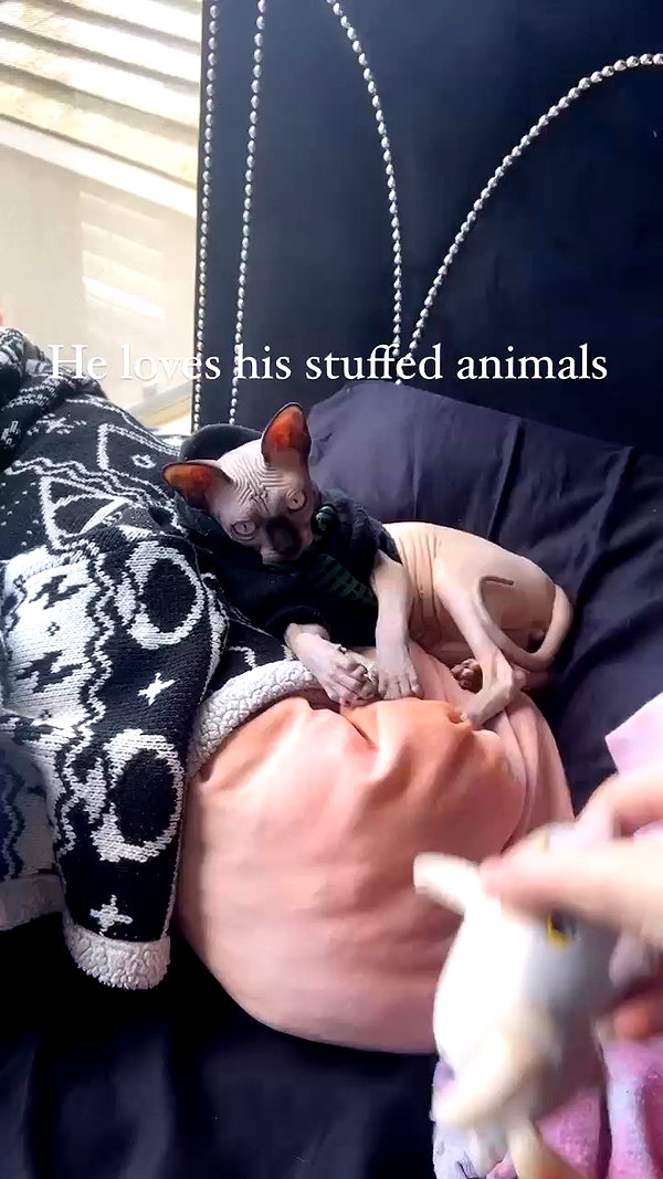 bunnyhazed archive video preview