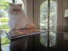 caradelevingne Altpins Profile Picture