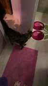 strawberryshans Altpins Profile Picture