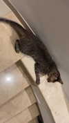 ronyida_ Altpins Profile Picture